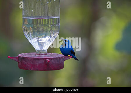 Shining Honeycreeper Cyanerpes lucidus mâle dans le jardin de colibri Panama Banque D'Images