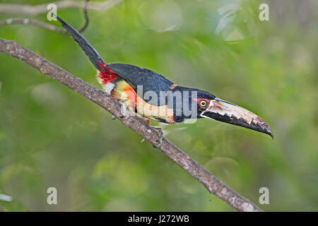 Pteroglossus Aracari à collier torquatus Panama Banque D'Images