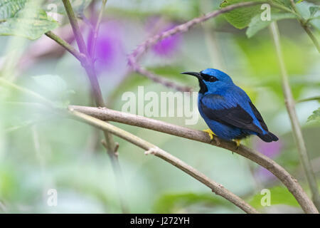 Shining Honeycreeper Cyanerpes lucidus mâle dans garden Panama Banque D'Images