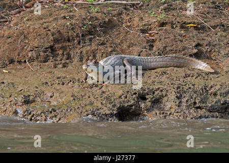 Ours à lunettes Caiman Caiman crocodilus Chuchunaka River Darién au Panama Banque D'Images