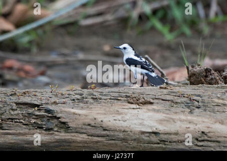 Fluvicola pica pied tyran d'eau Darién au Panama Banque D'Images