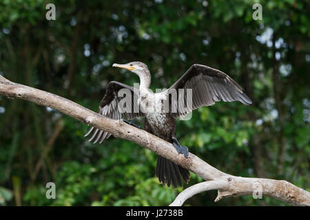 Cormoran Phalacrocorax brasilianus fleuve Chucunaque immatures Panama Darién Banque D'Images