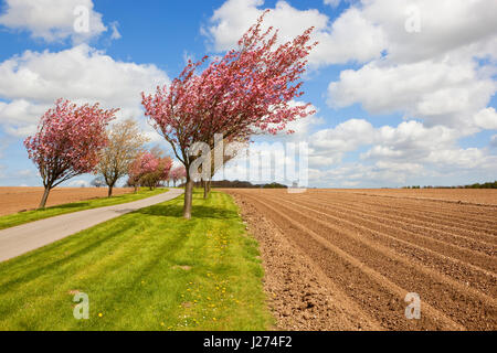 Rose et blanc des cerisiers en fleurs dans une ferme la voie à côté de ceux des lignes de la pomme de terre au printemps english channel Banque D'Images