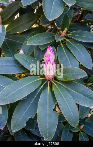 Un plan macro sur une fleur de Rhododendron bud c'est à peu près à s'ouvrir. Banque D'Images