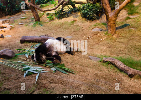 Panda Géant Dormant. Banque D'Images