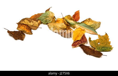 Feuilles d'automne séchées. Isolé sur fond blanc avec l'exemplaire de l'espace. Banque D'Images