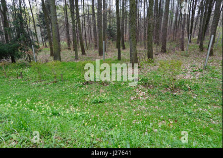 Les stèles dans les bois près de Buchenwald, en Allemagne, en commémorant les morts des charniers de la Républiques Camp spécial n° 2, de 1945 - 1950. Banque D'Images