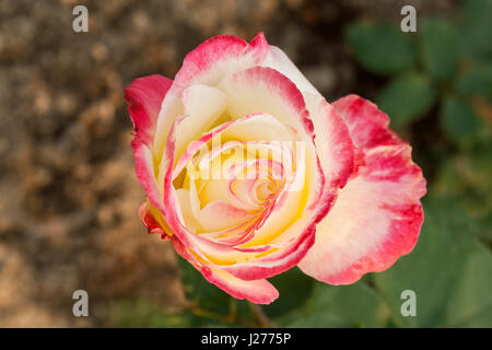 Double Delight Hybrid Tea Rose Banque D'Images