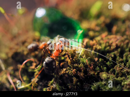 Fourmis noires sur un moss photographié fermer Banque D'Images