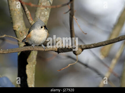 Mésange bicolore (Baeolophus bicolor) perché sur la branche d'un érable en hiver Banque D'Images