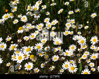 Les marguerites au printemps Banque D'Images