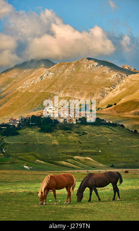 Les chevaux sur le Piano Grande, grande plaine de Castelluccio di Norcia, Parco Nazionale dei Monti Sibillini , Apennins, Ombrie, Italie. Banque D'Images