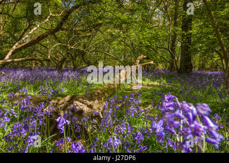 Wiltshire, Royaume-Uni. Apr 25, 2017. UK - Les chaudes après-midi ensoleillé de la fin avril, un superbe écran de jacinthes des bois indigènes couvrir le plancher à East Hagbourne Copse à la périphérie de Swindon dans le Wiltshire. Credit : Terry Mathews/Alamy Live News Banque D'Images