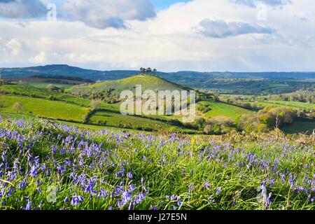 Bridport, Dorset, UK. Apr 25, 2017. Météo britannique. Un tapis de jacinthes sur l'Eype bas sur un après-midi de soleil et nuages menaçants douche, vue vers Colmers Hill près de Glastonbury dans le Dorset. Crédit photo : Graham Hunt/Alamy Live News Banque D'Images