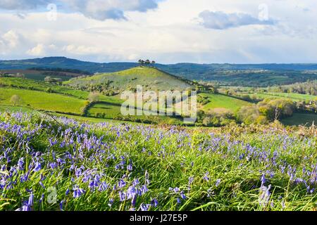 Bridport, Dorset, UK. Apr 25, 2017. Météo britannique. Un tapis de jacinthes sur l'Eype bas sur un après-midi de soleil et nuages menaçants douche, vue vers Colmers Hill près de Glastonbury dans le Dorset. Crédit photo : Graham Hunt/Alamy Live News Banque D'Images