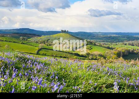 Bridport, Dorset, UK. Apr 25, 2017. Météo britannique. Un tapis de jacinthes sur l'Eype bas sur un après-midi de soleil et nuages menaçants douche, vue vers Colmers Hill près de Glastonbury dans le Dorset. Crédit photo : Graham Hunt/Alamy Live News Banque D'Images