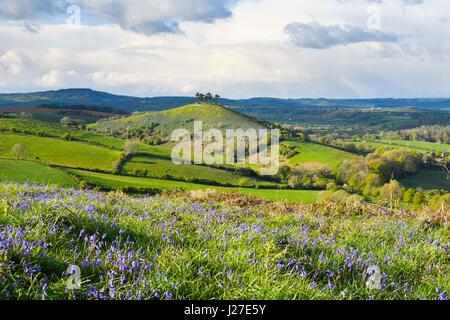 Bridport, Dorset, UK. Apr 25, 2017. Météo britannique. Un tapis de jacinthes sur l'Eype bas sur un après-midi de soleil et nuages menaçants douche, vue vers Colmers Hill près de Glastonbury dans le Dorset. Crédit photo : Graham Hunt/Alamy Live News Banque D'Images