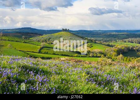 Bridport, Dorset, UK. Apr 25, 2017. Météo britannique. Un tapis de jacinthes sur l'Eype bas sur un après-midi de soleil et nuages menaçants douche, vue vers Colmers Hill près de Glastonbury dans le Dorset. Crédit photo : Graham Hunt/Alamy Live News Banque D'Images