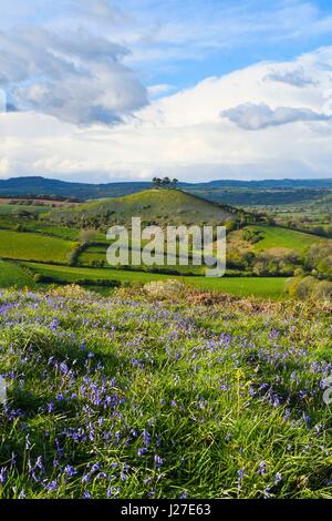 Bridport, Dorset, UK. Apr 25, 2017. Météo britannique. Un tapis de jacinthes sur l'Eype bas sur un après-midi de soleil et nuages menaçants douche, vue vers Colmers Hill près de Glastonbury dans le Dorset. Crédit photo : Graham Hunt/Alamy Live News Banque D'Images