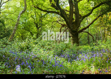 Chailey sud, East Sussex, UK. 25 avril 2017. Après-midi en Markstakes Chailey commune près de South village, jacinthes fleurissent dans les forêts. Slawek Crédit : Staszczuk/Alamy Live News Banque D'Images