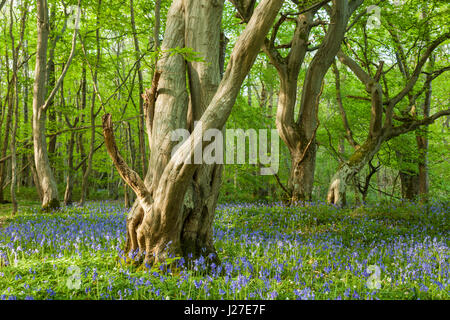 Chailey sud, East Sussex, UK. 25 avril 2017. Après-midi en Markstakes Chailey commune près de South village, jacinthes fleurissent dans les forêts. Slawek Crédit : Staszczuk/Alamy Live News Banque D'Images