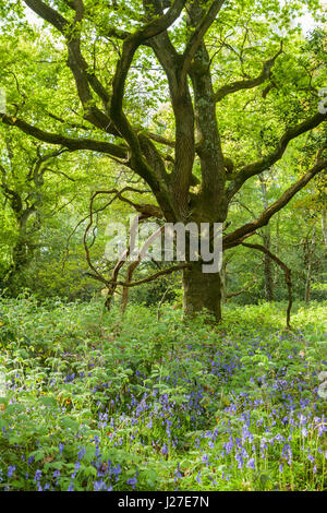 Chailey sud, East Sussex, UK. 25 avril 2017. Après-midi en Markstakes Chailey commune près de South village, jacinthes fleurissent dans les forêts. Slawek Crédit : Staszczuk/Alamy Live News Banque D'Images