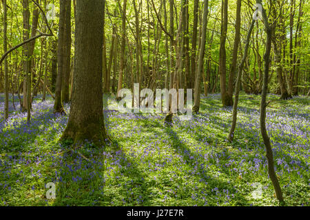Chailey sud, East Sussex, UK. 25 avril 2017. Après-midi en Markstakes Chailey commune près de South village, jacinthes fleurissent dans les forêts. Slawek Crédit : Staszczuk/Alamy Live News Banque D'Images