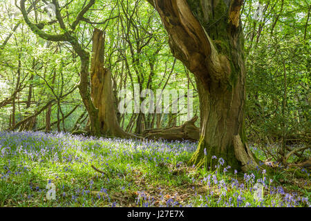 Chailey sud, East Sussex, UK. 25 avril 2017. Après-midi en Markstakes Chailey commune près de South village, jacinthes fleurissent dans les forêts. Slawek Crédit : Staszczuk/Alamy Live News Banque D'Images