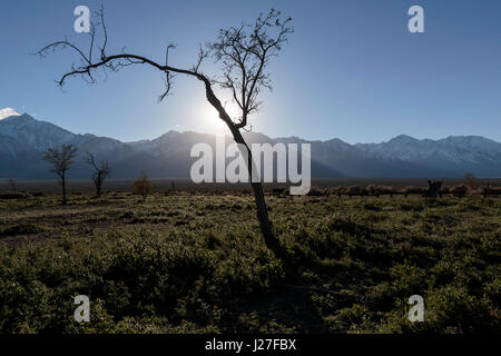 Lone Pine, CA, USA. Mar 31, 2017. Un arbre pousse à la Manzanar National Historic Site le jeudi 30 mars 2017 dans la région de Lone Pine, CA.Copyright © 2017 Paul Kitagaki Jr. Crédit : Paul Kitagaki Jr./ZUMA/Alamy Fil Live News Banque D'Images