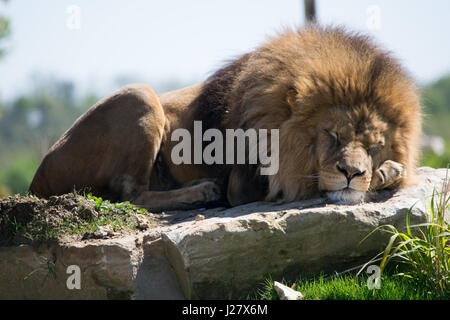 Zoo Lion en France Banque D'Images