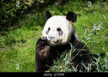 Panda zoo en français Banque D'Images