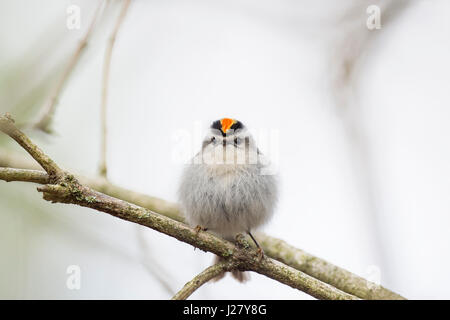 Un roitelet à couronne dorée est perché sur une branche en face d'un fond blanc montrant outre de sa couronne jaune et rouge. Banque D'Images