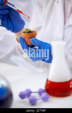 Modification génétique des plantes OGM dans le laboratoire Banque D'Images