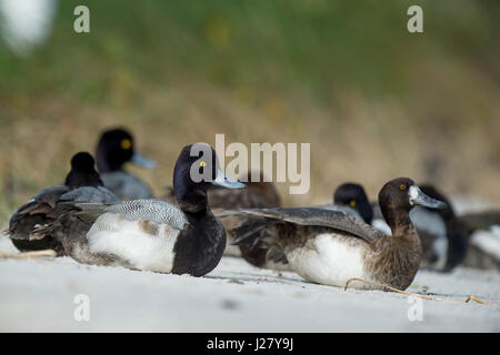 Un petit troupeau de Petits Fuligules canards reste sur une plage de sable fin dans la douce lumière du soleil avec un fond d'herbe verte. Banque D'Images