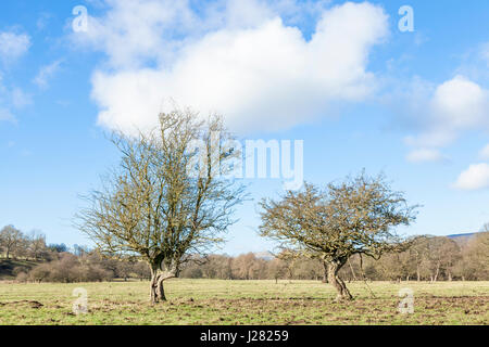 Deux vieux arbres noueux dans un champ, Offerton, Derbyshire, Angleterre, RU Banque D'Images