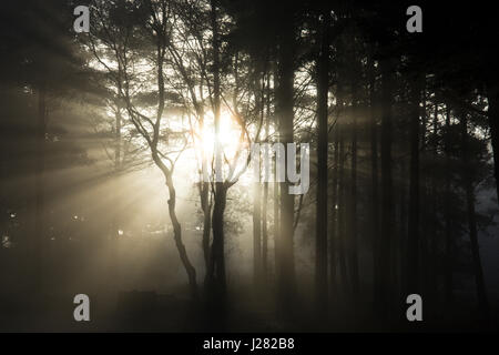 Le bouleau verruqueux entre Scot's Pine, Pinus sylvestris, tôt le matin, la brume et le givre sur Heyshot et commun Ambersham, Sussex, UK. Janvier. Banque D'Images
