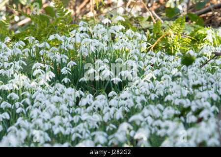 Perce-neige, Galanthus nivalis, à l'état sauvage dans les bois. Sussex, UK. Février Banque D'Images