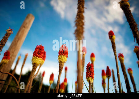 Low angle view of Aloe vera fleurs en croissance dans la région de farm against sky Banque D'Images