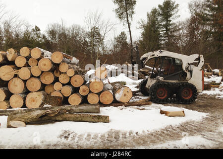 travailleur assis dans un chariot élévateur transportant du bois à la forêt Banque D'Images