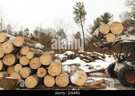 ouvrier dans un chariot élévateur transportant du bois en forêt Banque D'Images