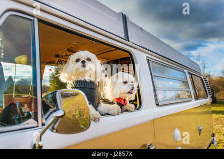 Shih Tzu looking through window pendant votre voyage en autocaravane Banque D'Images