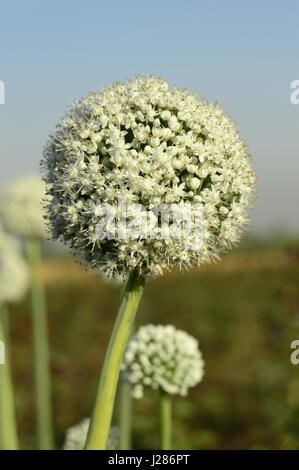 Près de Pune Maharashtra fleur d'oignon Banque D'Images