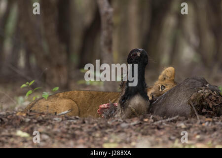 Un jeune lion cub se nourrissant d'une carcasse de gnou en Zambie. Banque D'Images