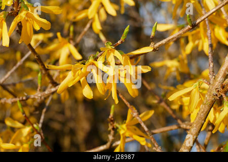 Forsythia en fleurs en mars dans un jardin, de l'arbuste (Suzanne's potager, Le Pas, Mayenne, Pays de la Loire, France). Banque D'Images