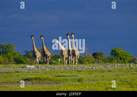 Giraffa giraffe giraffa angolensis Angola appelé girafe namibien, est une sous-espèce du sud de la girafe trouvés dans le nord de la Namibie Banque D'Images