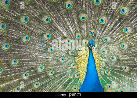 Avec de belles plumes de paon élargi Banque D'Images