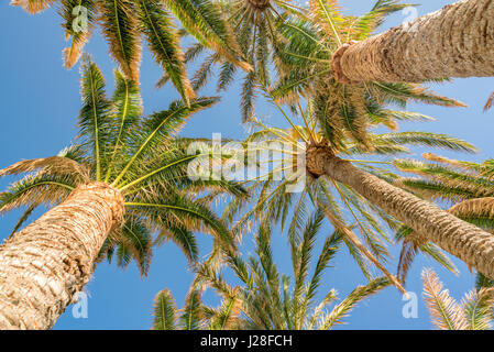 Ciel bleu avec des palmiers, vue du dessous, tropical concept Voyages et tourisme Banque D'Images