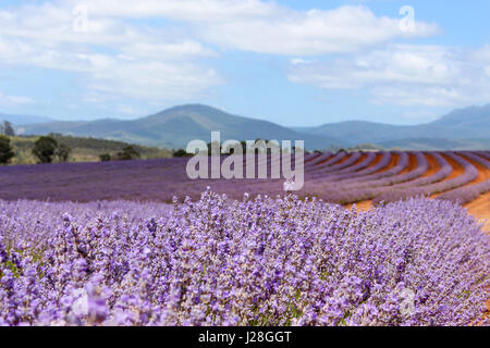 L'Australie, la Tasmanie, Bridestowe Lavender Estate, lavande Banque D'Images