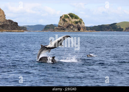 Nouvelle Zélande, île du Nord, Northland, Pahia, Bay of Islands, Dolphin Tour Banque D'Images