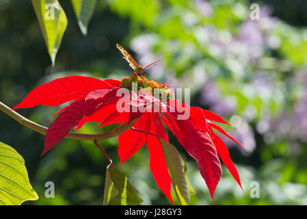 Le Népal, Région de l'Ouest, Jagat, sur le circuit de l'Annapurna - Jour 2 - De Jagat à Dharapani - papillon sur la fleur d'une étoile de Noël Banque D'Images